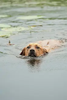 Ridgeback: Rhodesian Ridgeback mixed breed dog swimming, Germany