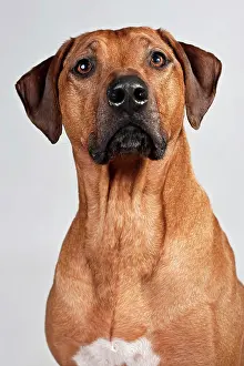 Outs: Rhodesian Ridgeback, portrait