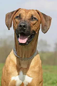 Ridgeback: Rhodesian Ridgeback, portrait Rhodesian Ridgeback