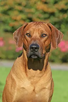 Ridgeback: Rhodesian Ridgeback portrait Rhodesian Ridgeback