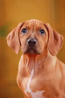Ridgeback: Rhodesian Ridgeback, puppy, 10 weeks, animal portrait