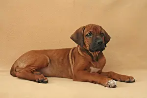 Ridgeback: Rhodesian Ridgeback puppy, 8 weeks old, lying on