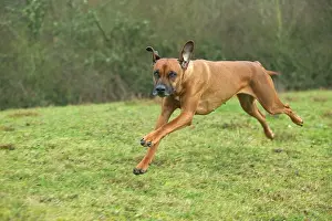 Ridgeback: Rhodesian Ridgeback - running