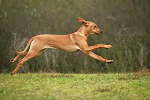 Wheaten: Rhodesian Ridgeback - running