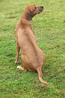 Ridgeback: Rhodesian Ridgeback - sitting