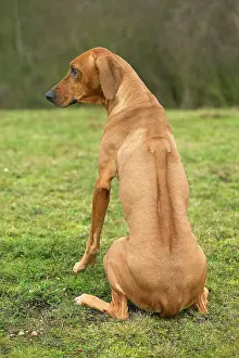 Ridgeback: Rhodesian Ridgeback - sitting, back view