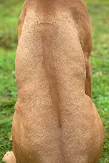 Ridgeback: Rhodesian Ridgeback - sitting, back view showing ridge