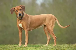 Pricked: Rhodesian Ridgeback - standing, ears cocked