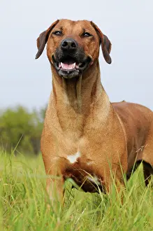 Ridgeback: Rhodesian Ridgeback, stands in meadow, Austria