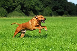 Completely: Rhodesian Ridgeback, two year-old male, on the move