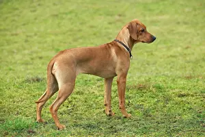 Wheaten: Rhodesian Ridgeback - young