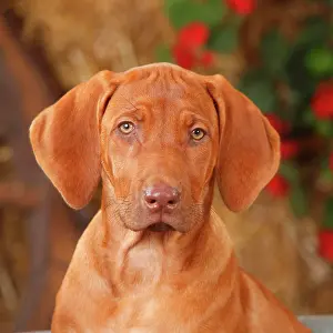 Fourteen: Rhodesian Rigdeback, puppy, 14 weeks, animal portrait