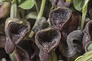 Rhodes: Rhodian Dutchman's pipe, Aristolochia guichardii
