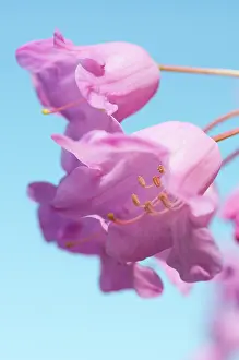 Belle: Rhododendron