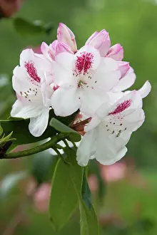 Rothschild: Rhododendron