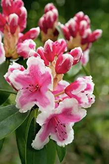 Janet: Rhododendron