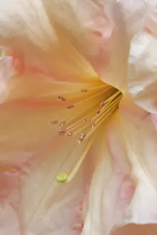 Fred: Rhododendron