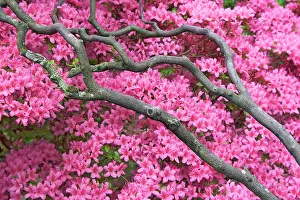 Unexplained: Rhododendron