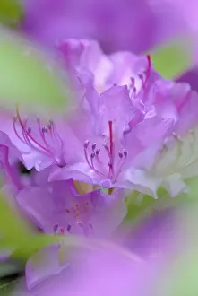 Rosebay: Rhododendron
