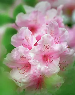 Deluxe: Rhododendron