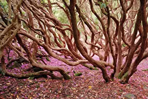 Chaos: Rhododendron