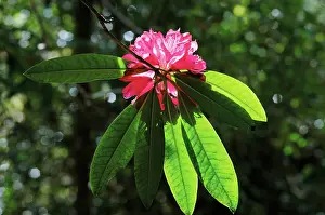 Turned: Rhododendron