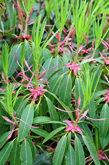 Advancement: Rhododendron