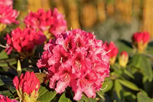 Rouge: RHODODENDRON