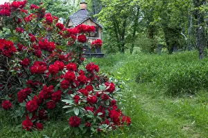 Private: Rhododendron in bloom and garden shed