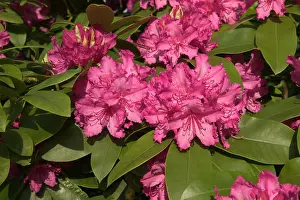 Rhododendrons: Rhododendron - close-up of flowers