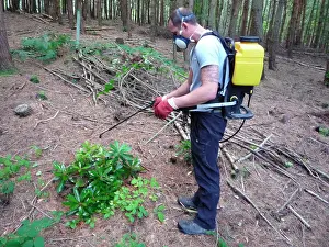 Chemicals: Rhododendron Eradication - spraying with herbicide
