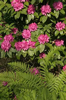 Rhododendrons: Rhododendron and fern