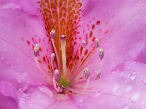 Rhododendron: Rhododendron flower