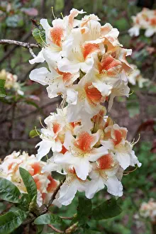 Clusters: Rhododendron Glory of Littleworth, Two large clusters