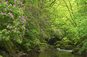 Rhododendrons: Rhododendron growing in Welsh Forest