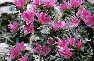 Rhododendrons: RHODODENDRON - Hana Asobi