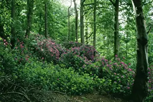 Ponticum: Rhododendron - Invasive growth in UK woodland