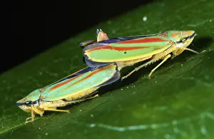 Leafhopper: Rhododendron Leafhopper