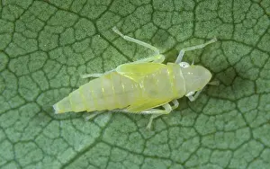 Leafhopper: Rhododendron leafhopper nymph