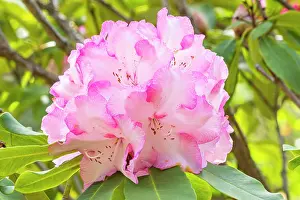 Monarch: Rhododendron Lem's Monarch, flowers