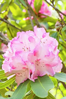 Monarch: Rhododendron Lem's Monarch, flowers