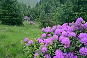 Ponticum: Rhododendron - lilac coloured shrubs on forest clearing