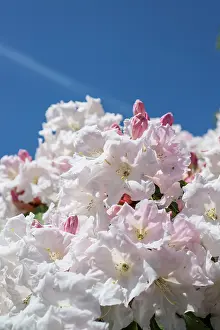 Diamond: Rhododendron Loderi pink diamond, Close view of