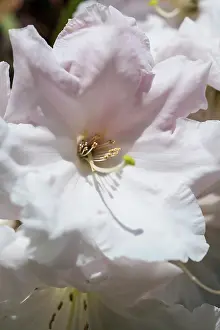 Diamond: Rhododendron Loderi pink diamond, Close view of