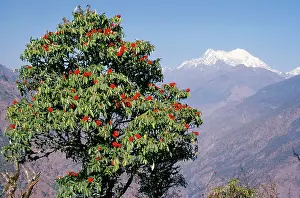 Rhododendrons: Rhododendron - with Mount Langtang in the background