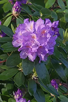 Droplets: Rhododendron, Mountain rosebay, Rhododendron catawbiense