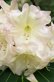 Comet: Rhododendron New Comet'm Close view of a cluster
