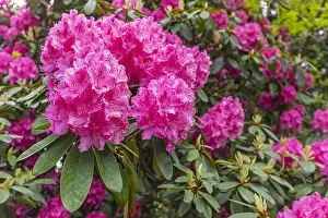 Edinburgh: Rhododendron - pink rhododendron bush in full bloom