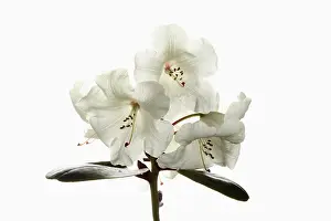 Cool: Rhododendron, Rhododendron cultivar, White subject