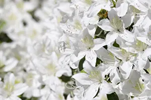 Cool: Rhododendron, Rhododendron cultivar, White subject